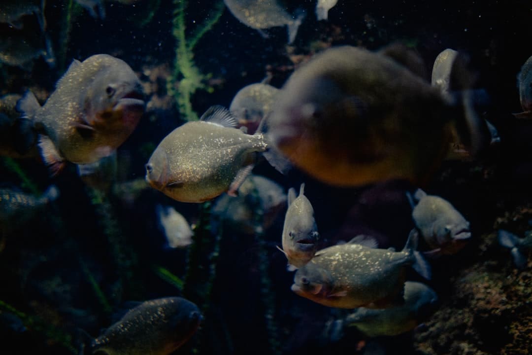 Localizador de Peixes
